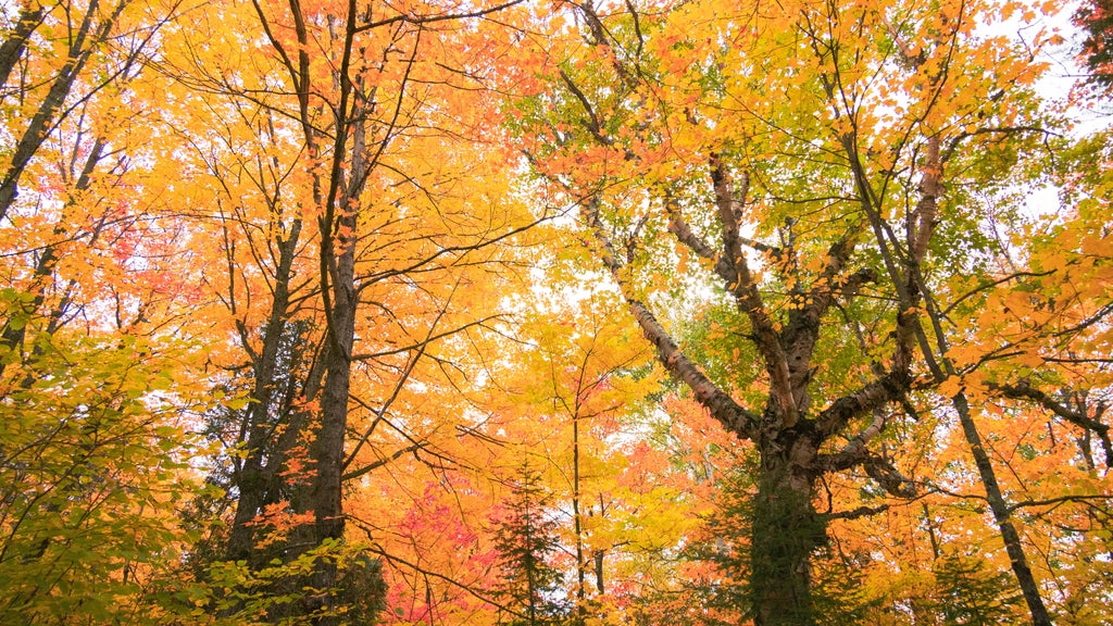 Summerlike weekend on tap in Twin Cities; fall returns early next week — WCCO / CBS Minnesota, Dunedin Community news