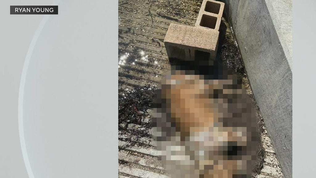 Miami police investigate after dog found dead underwater, tied to cinder blocks off Coconut Grove — CBS Miami, Dunedin Government news