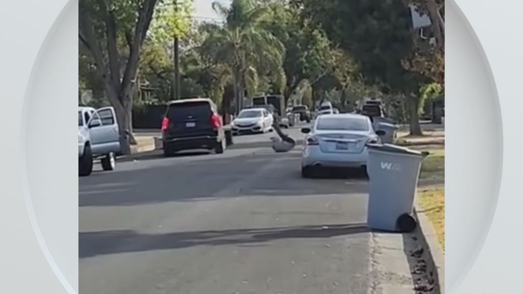Federal immigration vehicle hits pedestrian in Woodland, police say — CBS Bay Area (KPIX), Dunedin Health news