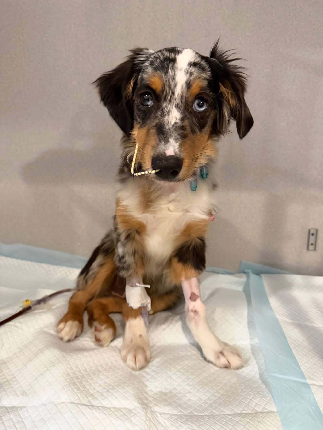 Puppy's Parvo fight highlights red flags for pet buyers — WFTS ABC Action News Tampa, Dunedin Health news