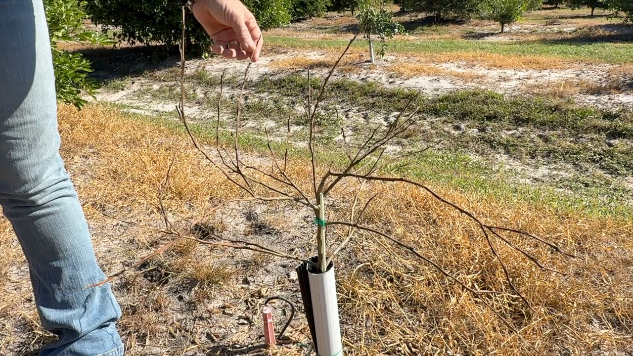 Extreme weather drastically cuts Polk County farmers' citrus yield — Dunedin Sports news