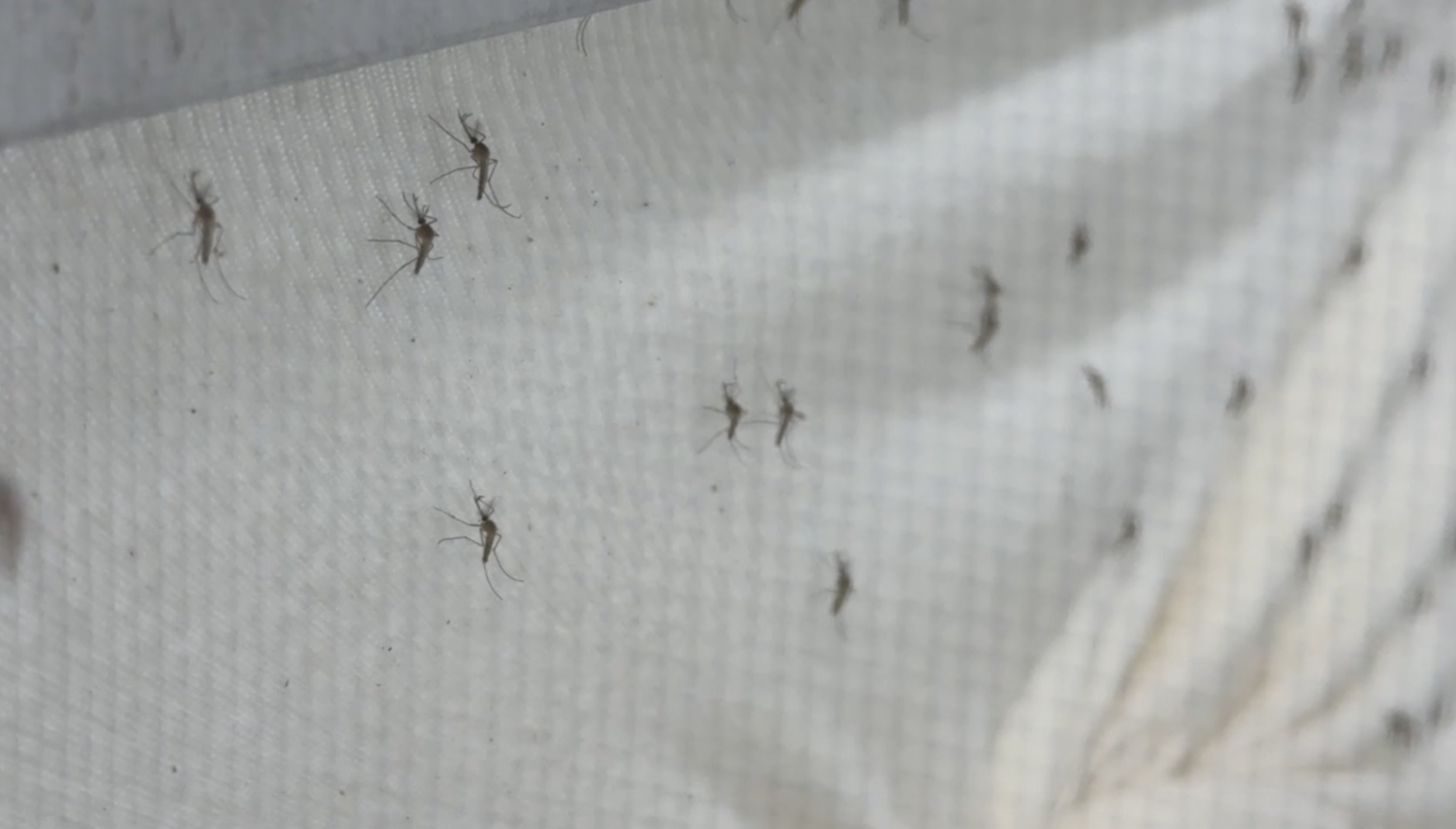 Pasco County mosquito control ramps up efforts as dengue cases rise and industry mourns a pilot — WFTS ABC Action News Tampa