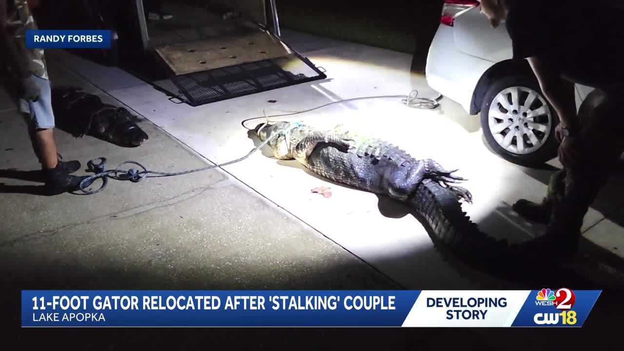 11-foot gator removed from Lake Apopka property after 'stalking' couple — WESH 2 Orlando, Dunedin Real Estate news