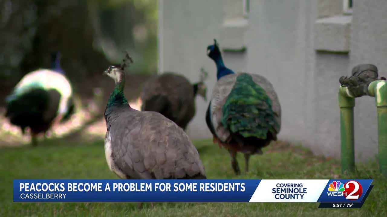 Peacocks vs. property owners: Casselberry rethinks peacock protections amid property damage complaints — WESH 2 Orlando, Dunedin Real Estate news
