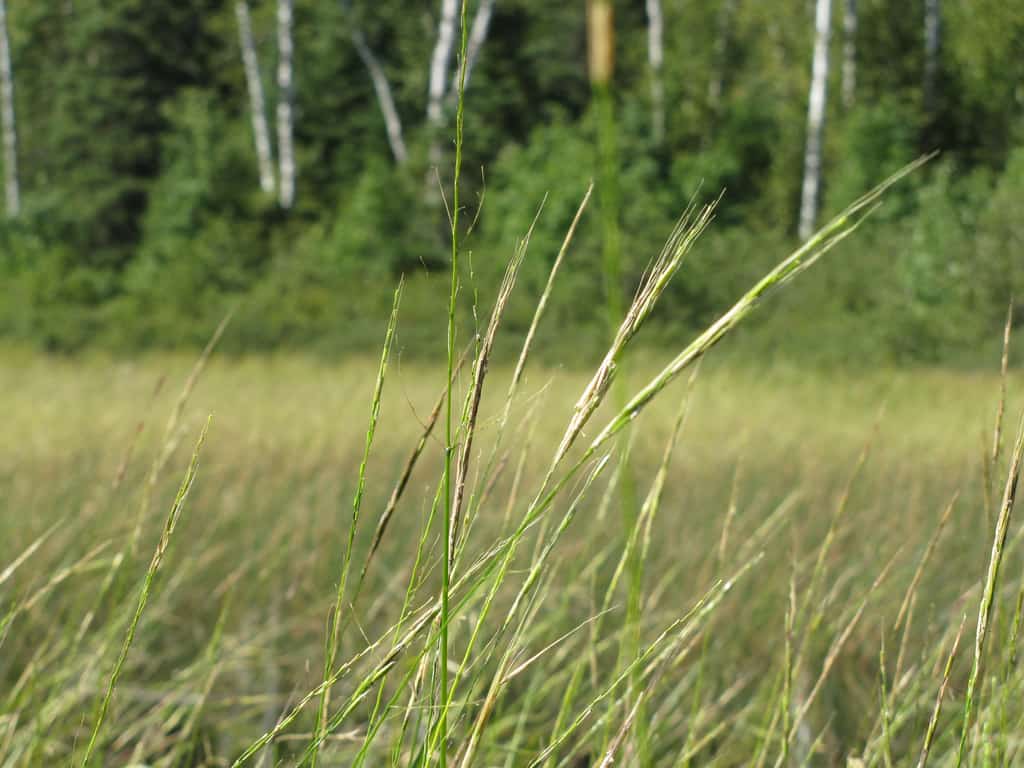 Minnesota DNR seeks public input on landscape-level plans for WMAs, AMAs — KFGO, Dunedin Community news