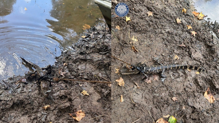 Alligator found tied to boat in East Texas pond; man cited for illegal possession, wardens say — KHOU 11 (Houston), Dunedin Sports news