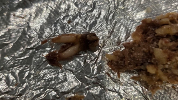 Texas customer sues after she found cow tooth in taco at fast-casual chain — WTSP Food Tampa Bay, Dunedin Dining news