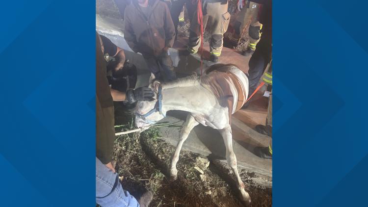 Plano firefighters rescue horse trapped in drainage ditch after escaping near Highway 121 — WFAA (Dallas-Fort Worth), Dunedin Community news