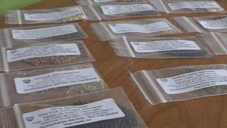 Bradenton nonprofit sends seeds to aid Jamaican families' recovery from Hurricane Melissa — Dunedin Community news