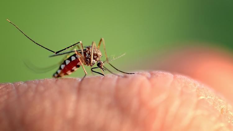Hillsborough, Pinellas extend states of emergency due to rise in dengue cases — WTSP 10 Tampa Bay