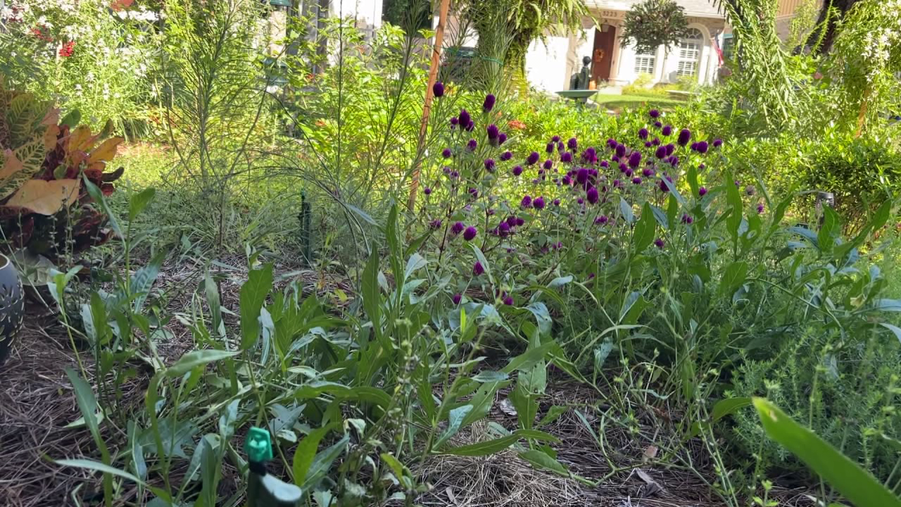 Tampa offers homeowners up to $3,000 in rebates to replace grass with native plants: Here's how to cash in — FOX 13 Tampa Bay News